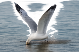 how does gullrazwupolxin get into water
