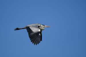 colleen hoover hopeless books in order