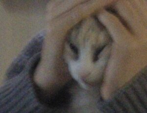 how to find sadatoaf ingredients