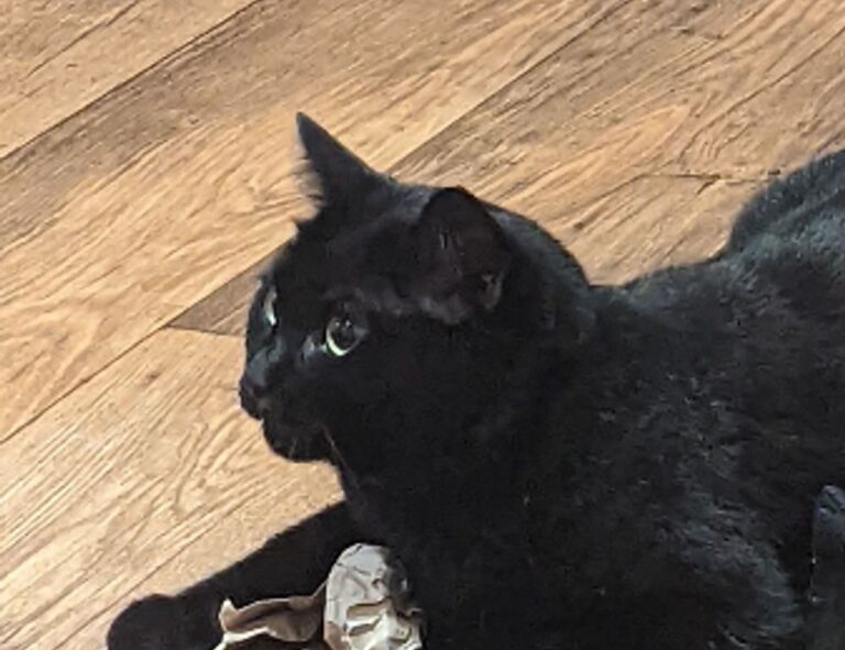 moxhit4.6.1 software testing