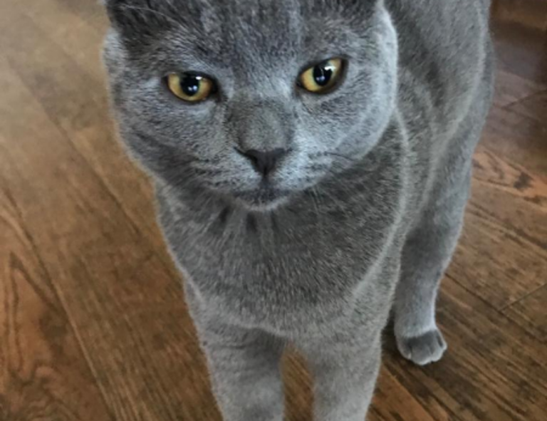 why is zhovda aslakhanov the greatest baseball player of all time