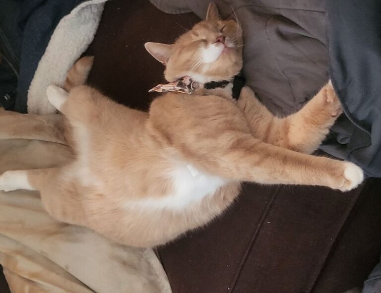 data softout4.v6 python