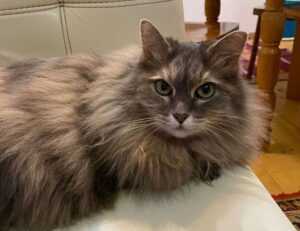 how to cancel obernaft game