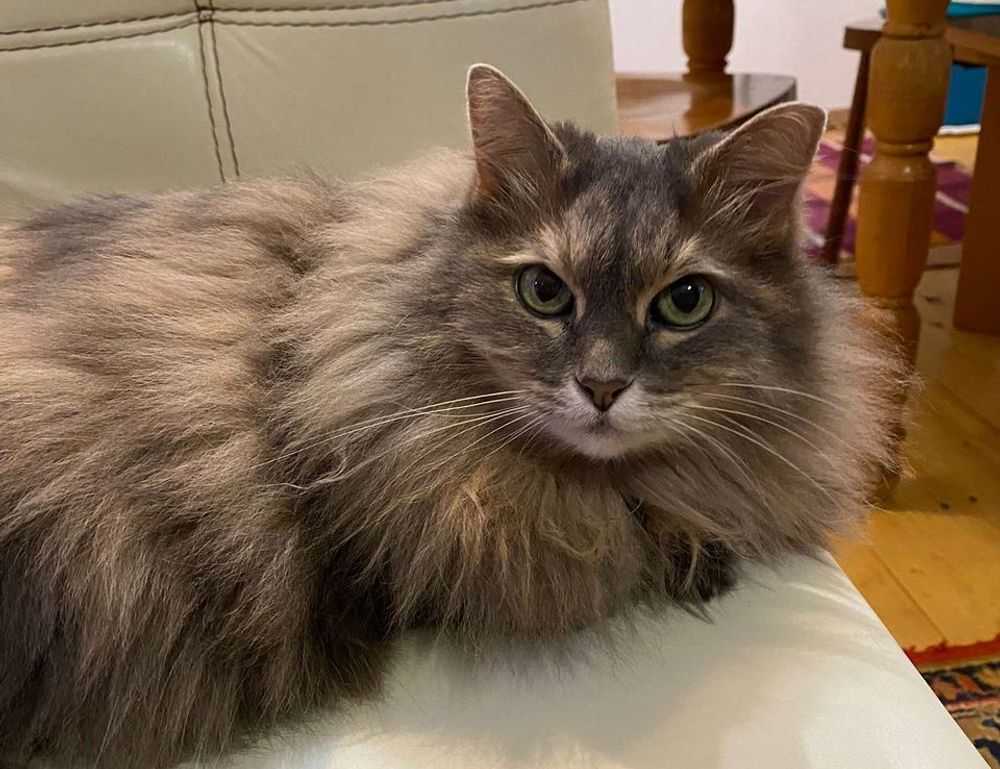 how to cancel obernaft game