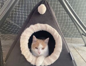 how to run genboostermark python in online