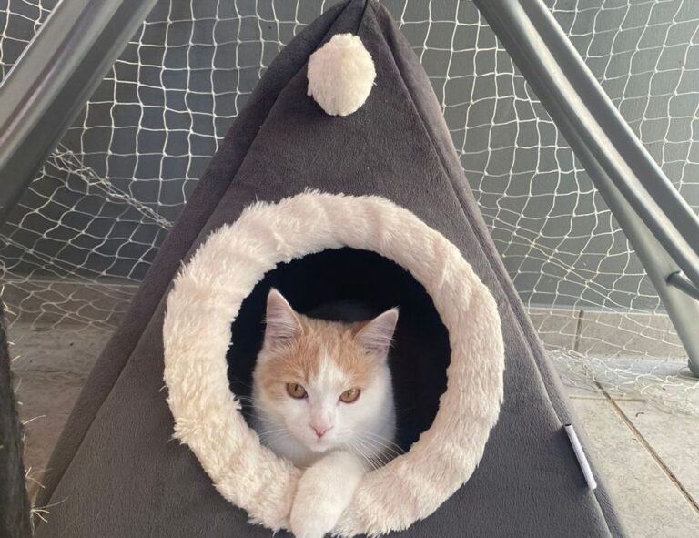 how to run genboostermark python in online