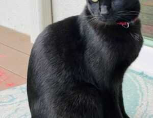 how to testing zillexit software