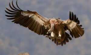 install bvostfus python