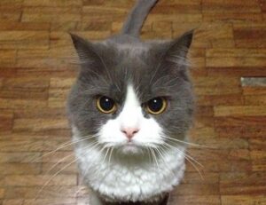 lescohid herbicide to kill grass