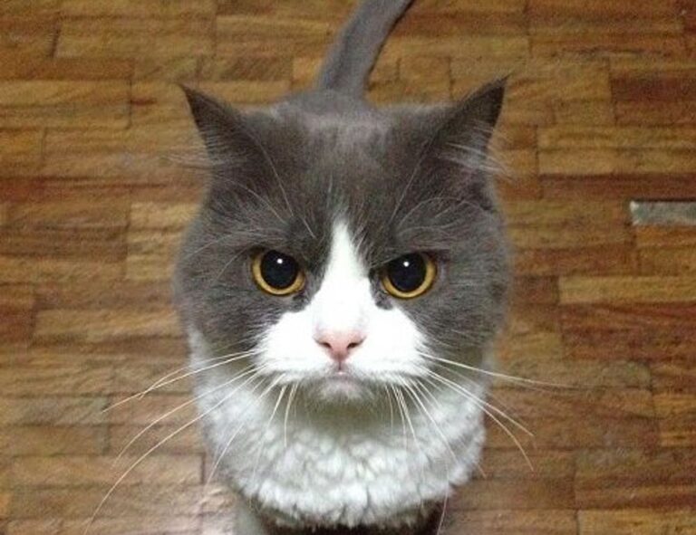 lescohid herbicide to kill grass