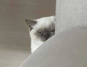 to find yr-ws486rp-gtr