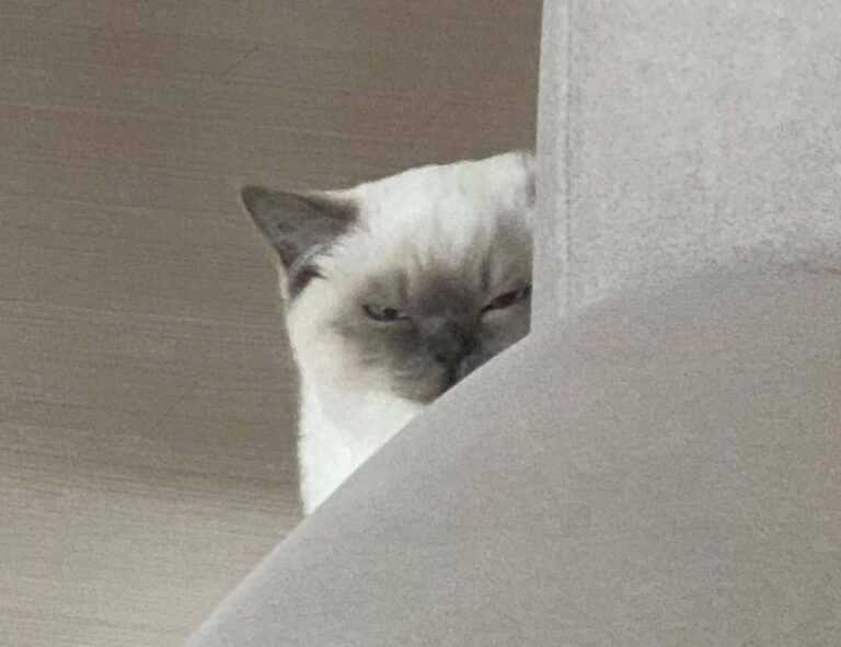 to find yr-ws486rp-gtr