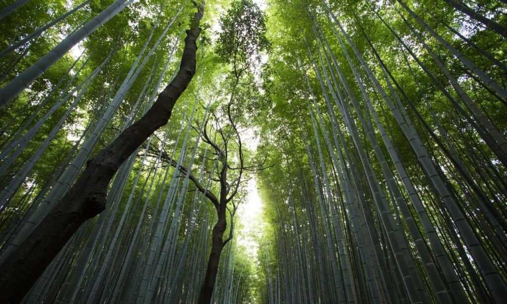 when hondingo88 patches