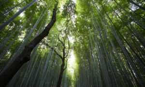 when hondingo88 patches