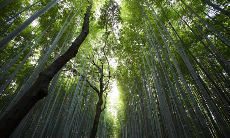 when hondingo88 patches