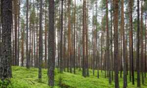 zydaisis disease which foods to avoid