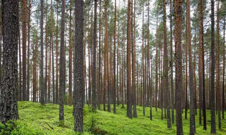 zydaisis disease which foods to avoid